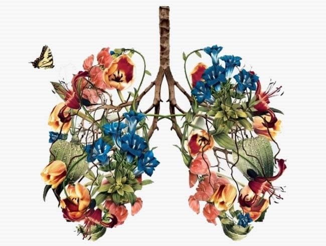 Caring for your Lungs - Bushfires & Smoky Air Caring for your Lungs - Bushfires & Smoky Air